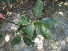 Salix pseudomedemii