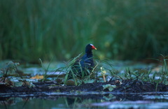 Porphyrio martinica