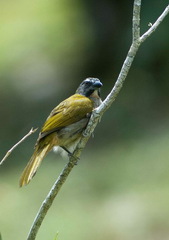 Saltator maximus