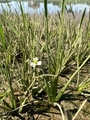 Sagittaria rigida