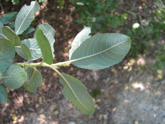 Salix pseudomedemii