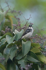Sporophila americana