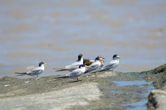 Sternula superciliaris