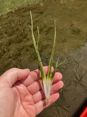 Sagittaria rigida