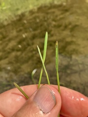Sagittaria rigida