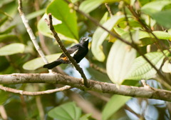 Tachyphonus surinamus