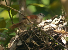 Synallaxis gujanensis