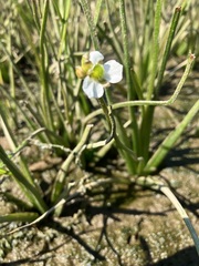Sagittaria rigida