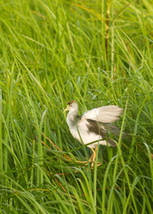 Porphyrio flavirostris