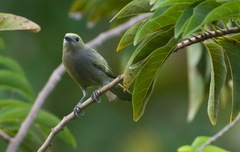 Thraupis palmarum