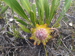 Protea acaulos