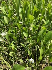 Sagittaria rigida