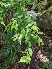 Ilex hayataiana