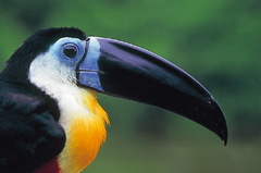 Ramphastos vitellinus