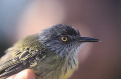 Todirostrum maculatum