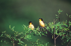 Donacobius atricapilla