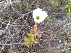 Drosera cistiflora