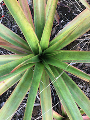 Aloe tormentorii