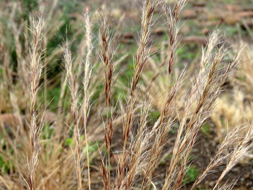 Pale Three-awn (Aristida canescens)