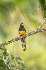 Trogon viridis