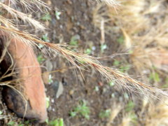 Aristida canescens