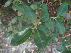 Salix pseudomedemii