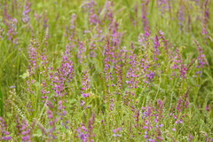 Swainsona microphylla