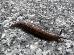 Mariaella dussumieri