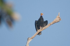 Cathartes melambrotus