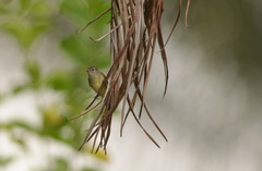 Nesotriccus incomtus