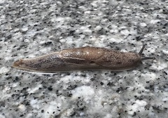 Mariaella dussumieri