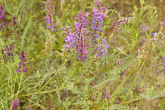 Swainsona microphylla