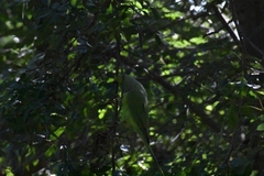 Psittacula krameri