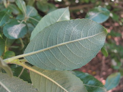Salix pseudomedemii