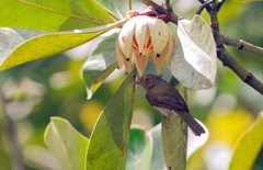 Hylophilus thoracicus