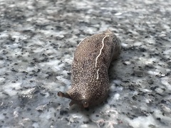 Mariaella dussumieri