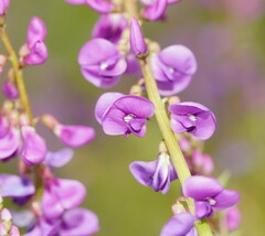 Swainsona microphylla