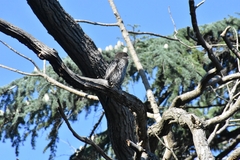 Microcarbo pygmaeus