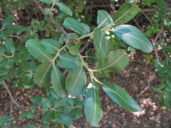 Salix pseudomedemii