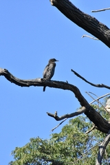 Microcarbo pygmaeus