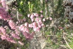 Erica irregularis