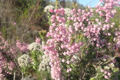 Erica irregularis