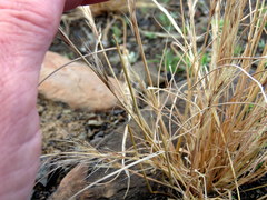 Aristida canescens