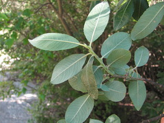 Salix pseudomedemii