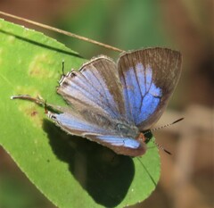 Hemiolaus caeculus