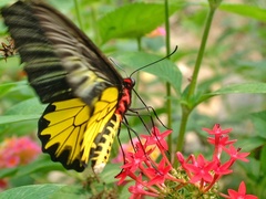 Troides aeacus formosanus