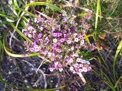 Muraltia satureioides