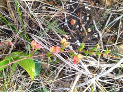 Hermannia trifoliata