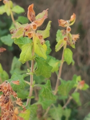 Teucrium flavum