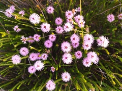 Stilbe ericoides